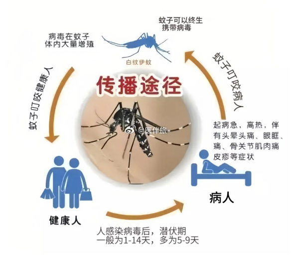 广东一周新增登革热病例达1770例，小城的爱与陪伴战胜疫情挑战的故事