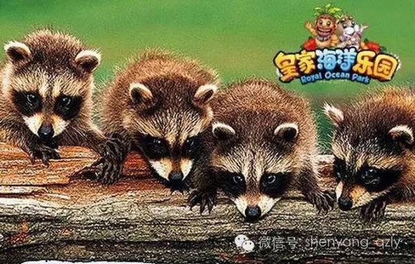 投喂浣熊35年引百只浣熊包围，和谐共处指南分享！