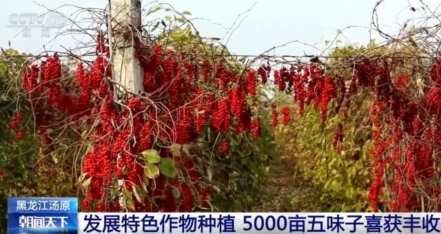 金秋硕果映笑颜，农民的丰收喜悦