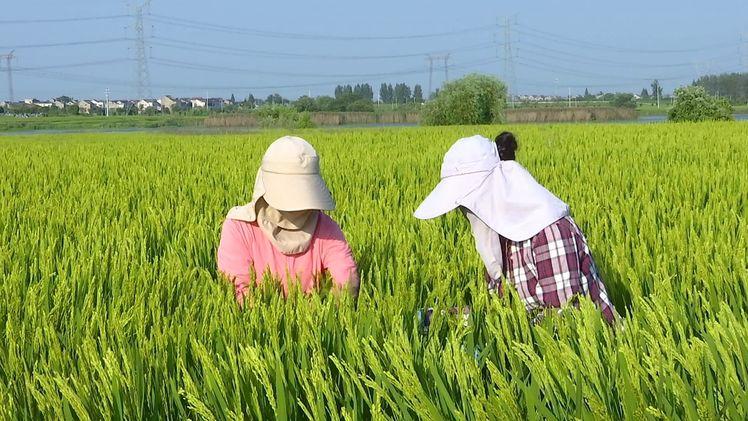 全国秋粮收获进入高峰期，丰收季节的喜悦来临！