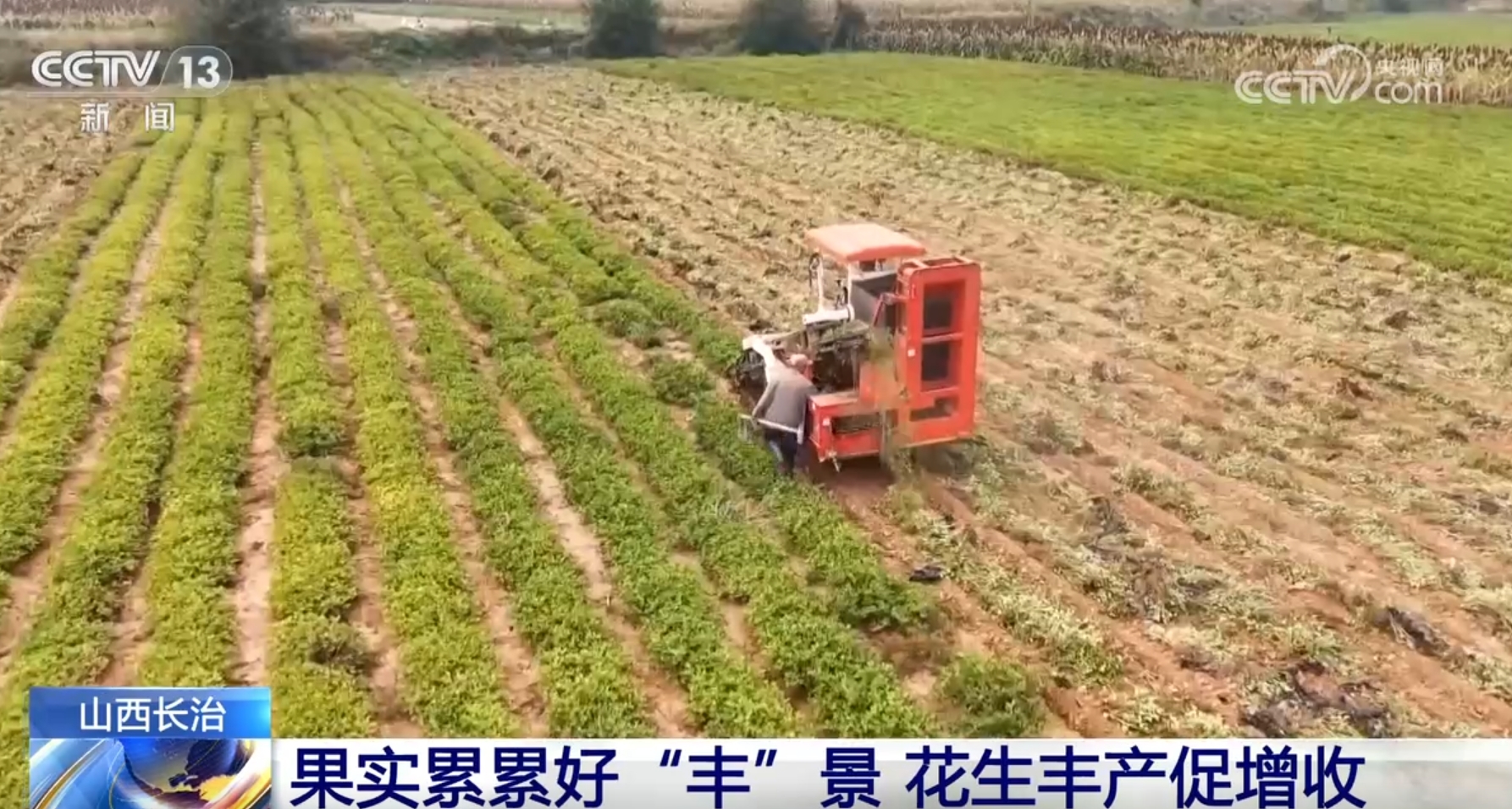 金秋硕果映笑颜，农民丰收的喜悦与期待