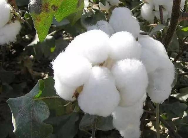 棉花现货最新价格动态更新，市场行情概览