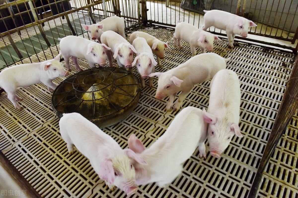 最新猪价格动态及其对市场的一种观点分析