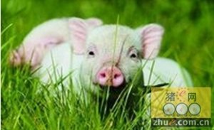 毛猪最新价格，背景、影响与特定时代地位分析