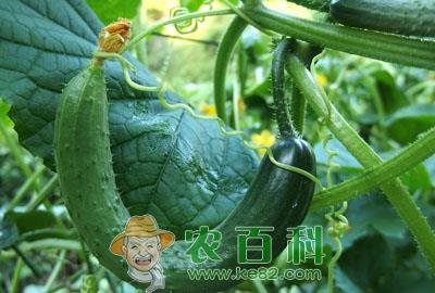 科技引领新生活，黄瓜价格最新行情尽在掌握