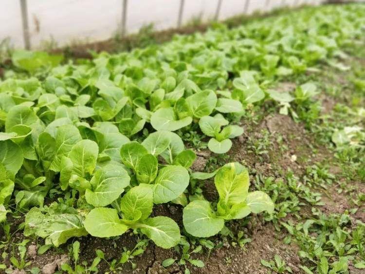 菠菜最新价格走势分析，品种差异与影响因素深度解析