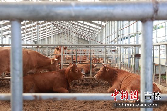 最新肉牛信息科技产品介绍及行业动态分析