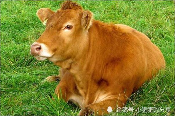 肉牛最新行情与绿色旅行，探寻内心平静的旅程