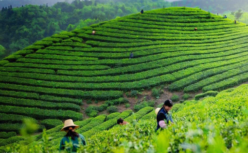最新开黄钻之旅，与自然美景的亲密邂逅，探寻内心平和的旅程
