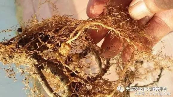 根线虫最新根治法的奇遇与温馨故事