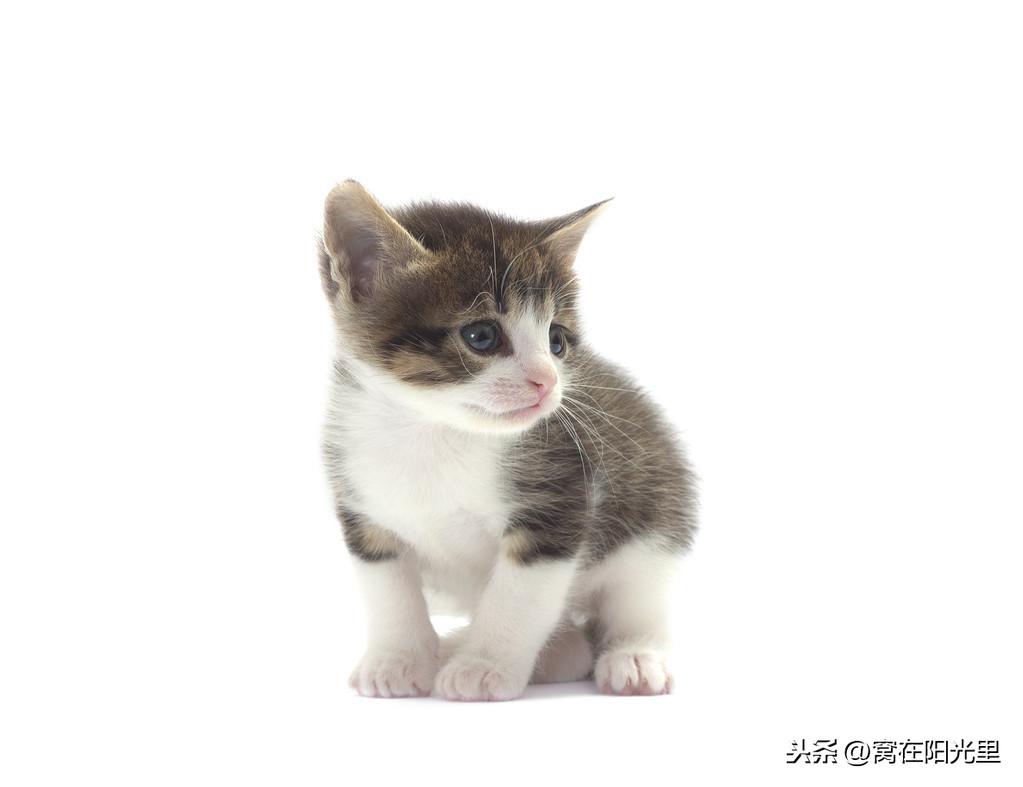 开心水族箱最新版，全新体验与特色功能概览