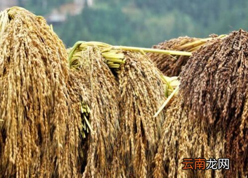 最新糯稻价格及趋势分析，市场走势深度解读
