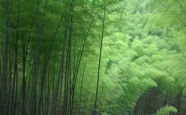 最新万年竹种植指南，一步步成为绿色生活达人，适合初学者与进阶用户