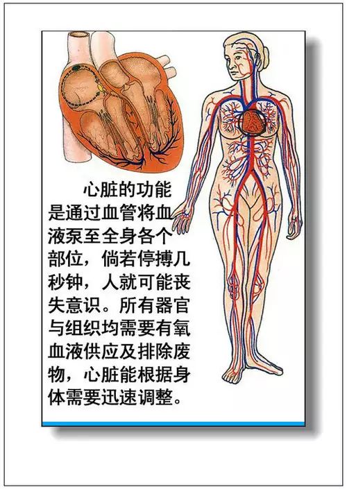 克隆人体器官技术取得最新进展突破