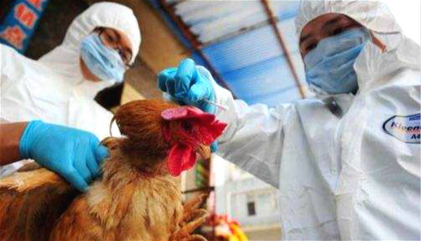 H5N6禽流感最新动态报道