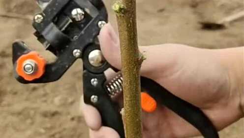 最新嫁接工具，革新园艺技术的利器，助力高效种植与培育树苗