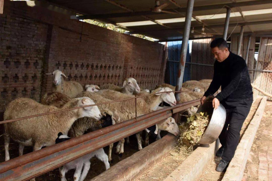 羊草最新价格及科技与生活融合的高科技产品介绍