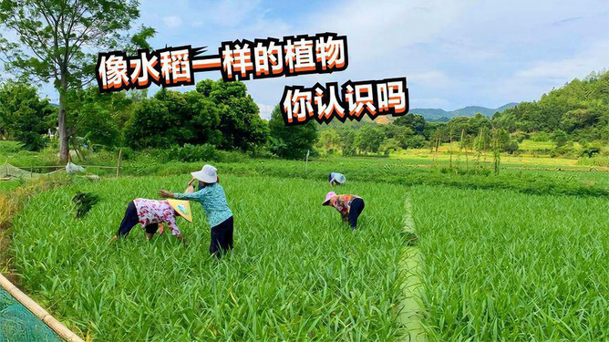 农村最新商机，种子奇遇与友情绽放共创未来希望田野的繁荣之路