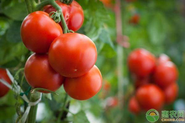 蕃茄最新价格，市场分析、趋势预测及影响因素一网打尽