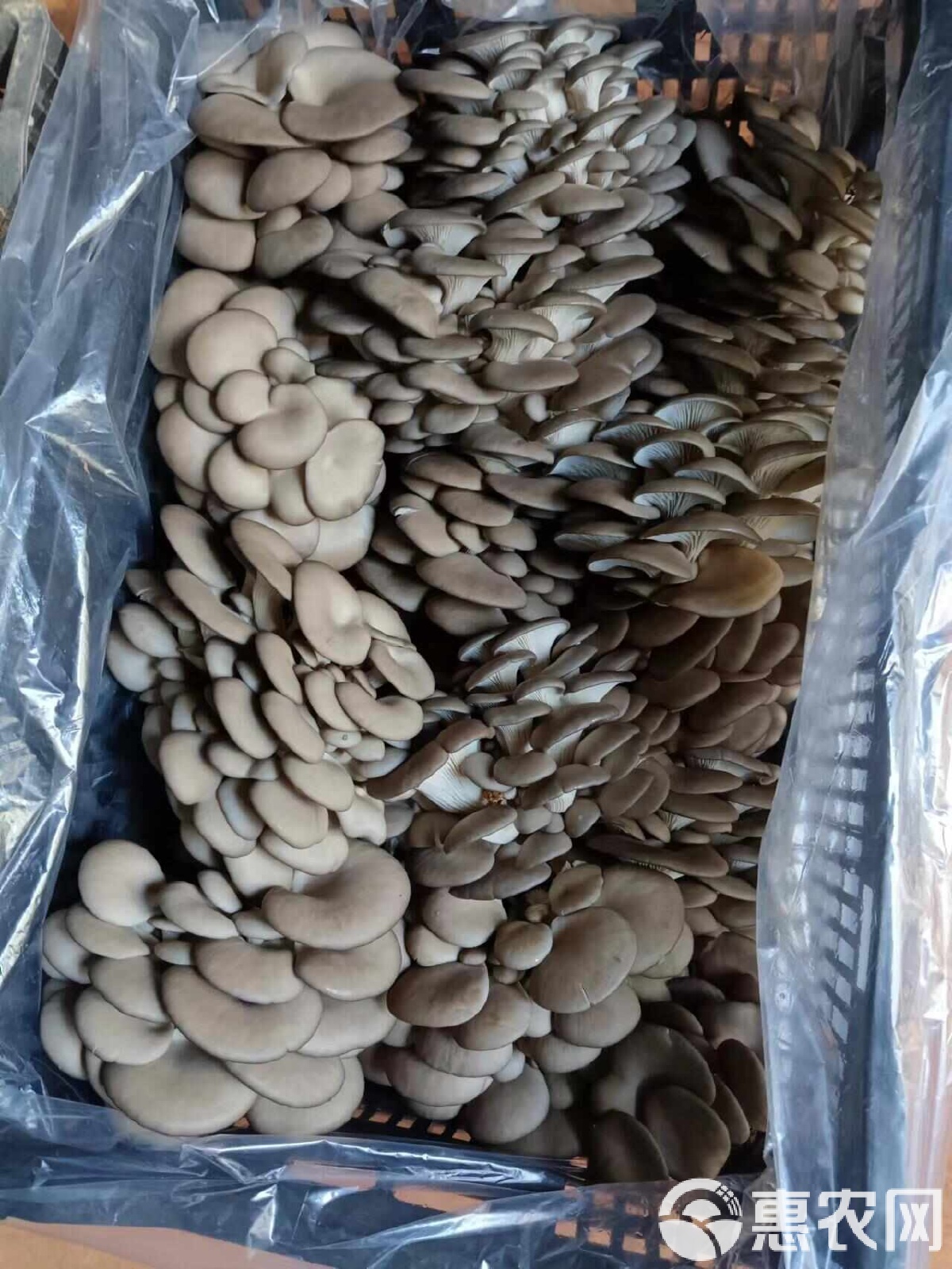 最新平菇价格揭秘与行情分析🍄