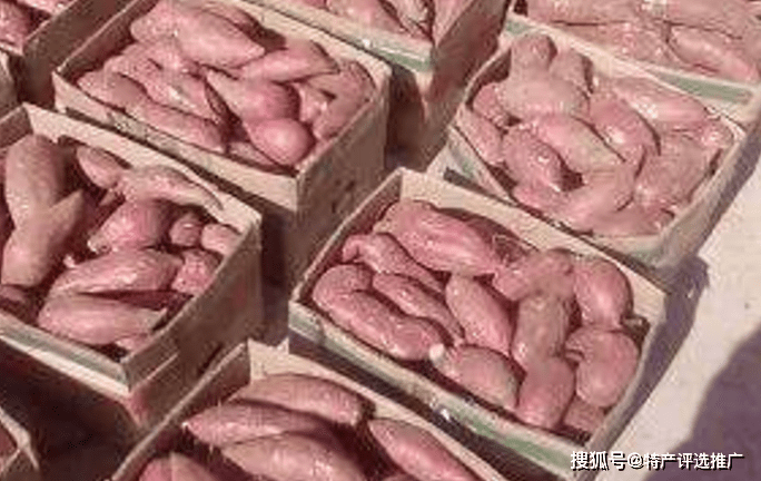 最新临沭地瓜价格,最新临沭地瓜价格，小巷深处的地瓜香