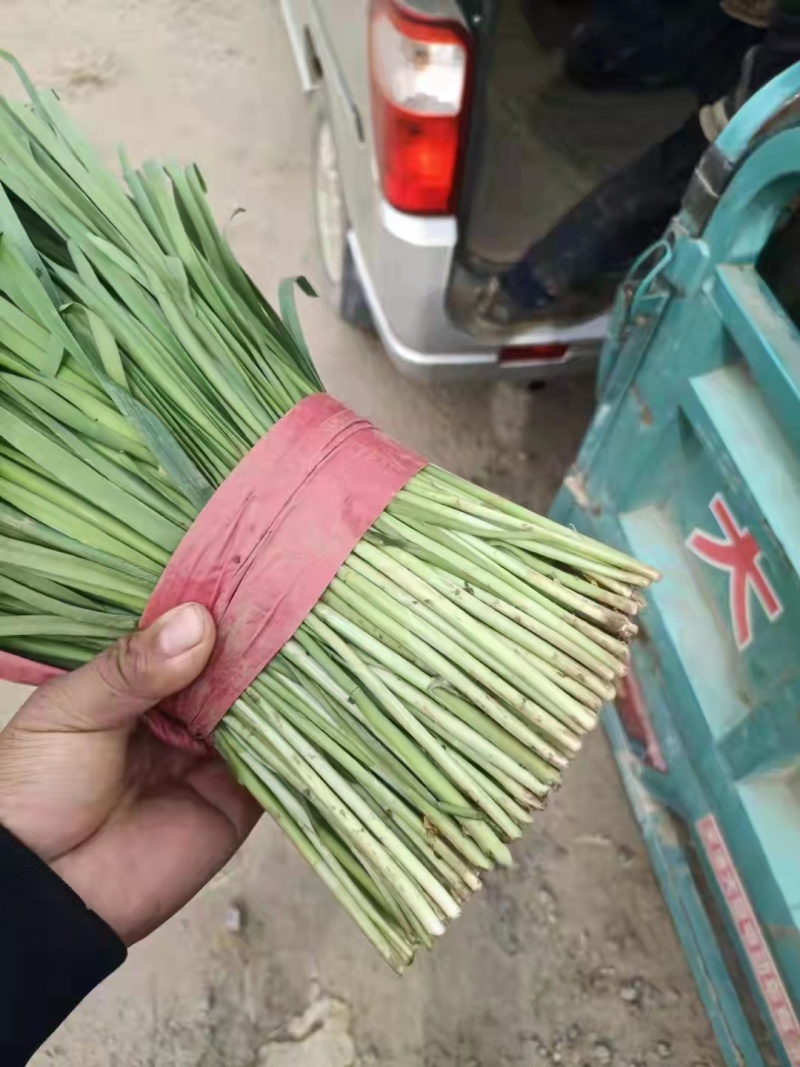 乐亭最新韭菜行情揭秘，趣事连连看