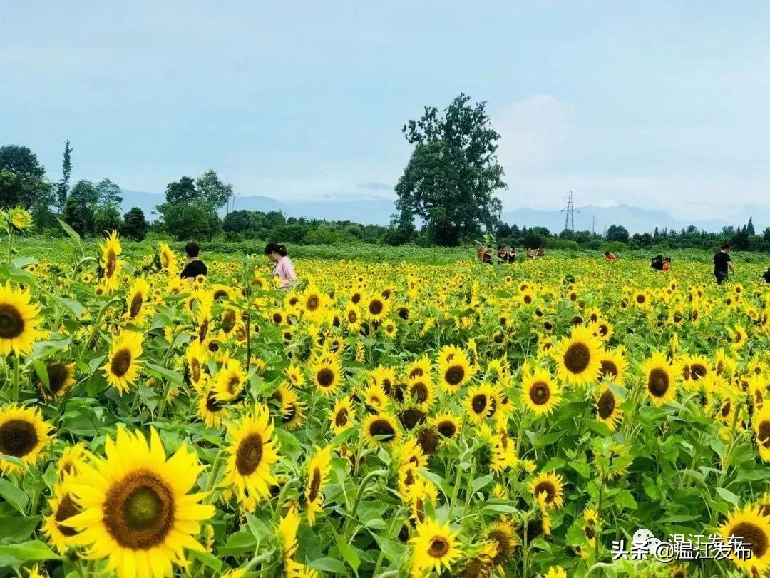 温江向日葵最新全攻略，种植、观赏与拍摄指南