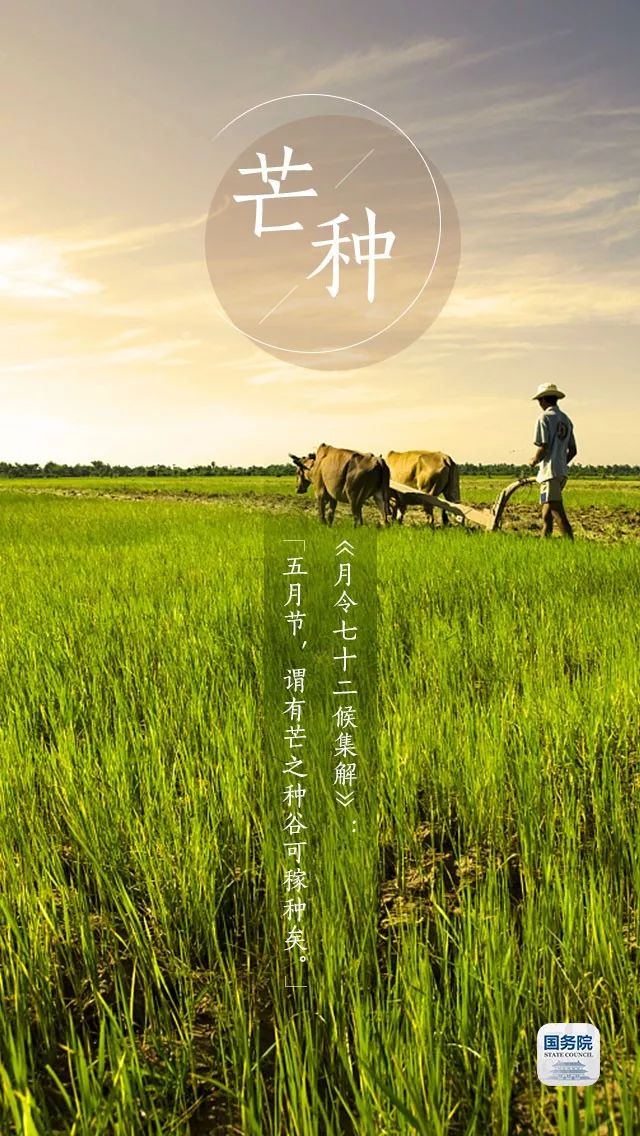 芒种歌最新版，播种友情与陪伴的美好时光旋律