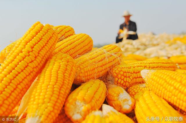 今年玉米价格行情深度分析与观点阐述