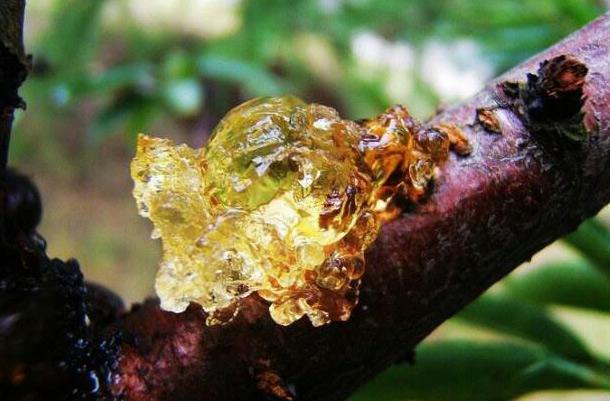 桃胶行情详解，最新指南