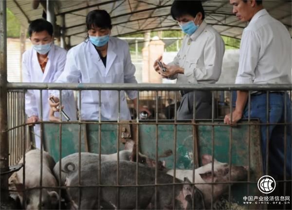 江苏猪瘟疫情最新动态，科技守护健康，重塑未来防线防线希望对您有帮助。