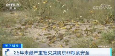 蝗灾最新动态及应对防治指南