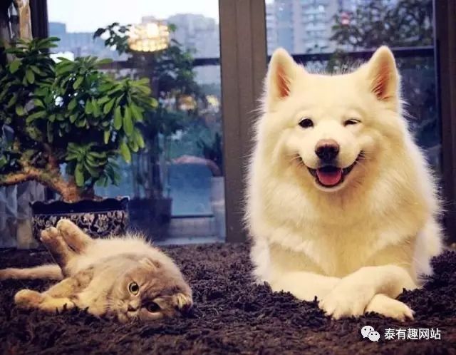 科技革新下的萌宠生活，宠爱新纪元