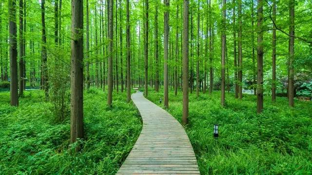 研习社最新指南，解锁自然美景之旅，探寻内心平和之境