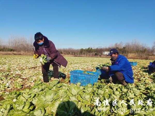 蚌埠最新菜价，科技引领智能菜篮子革新