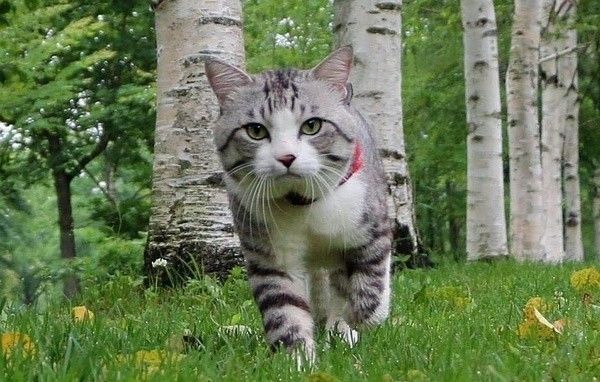 西安猫咪最新动态，猫步轻扬，温馨日常