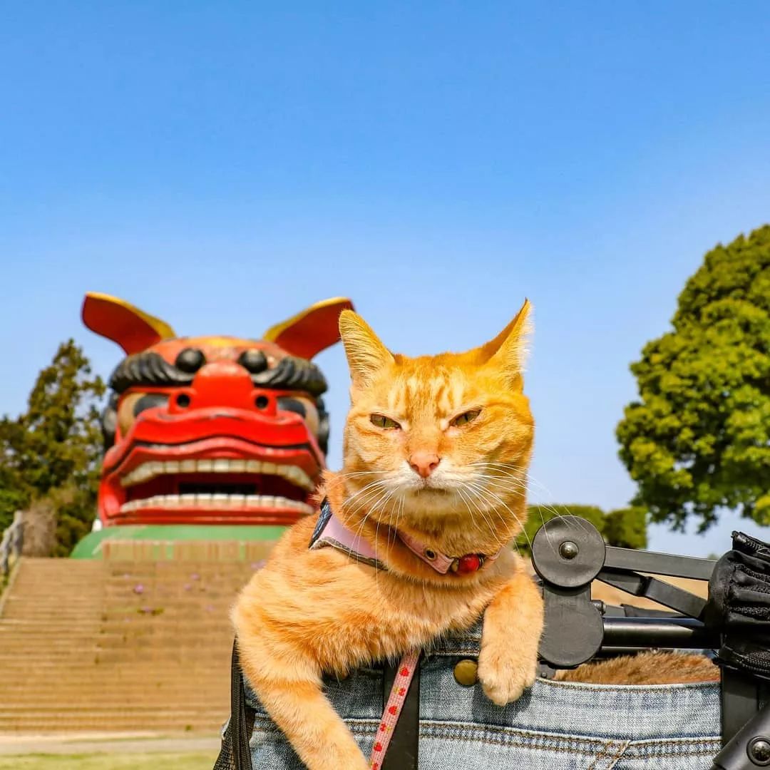 乐猫最新，探寻自然美景之旅，寻找内心平和之地
