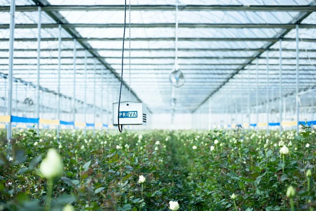 科技与生活完美融合，最新花海视频高科技产品介绍