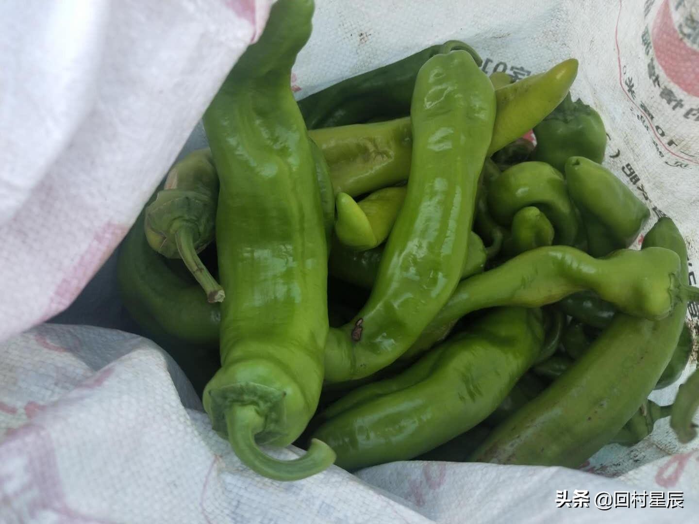 尖椒价格行情更新，最新市场动态及趋势分析🌶️