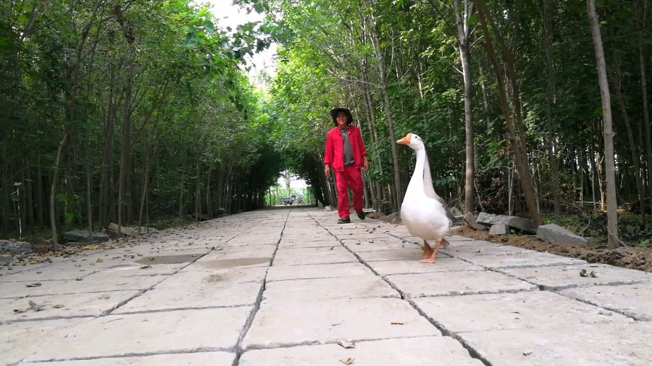 大白与美景的轻松邂逅之旅