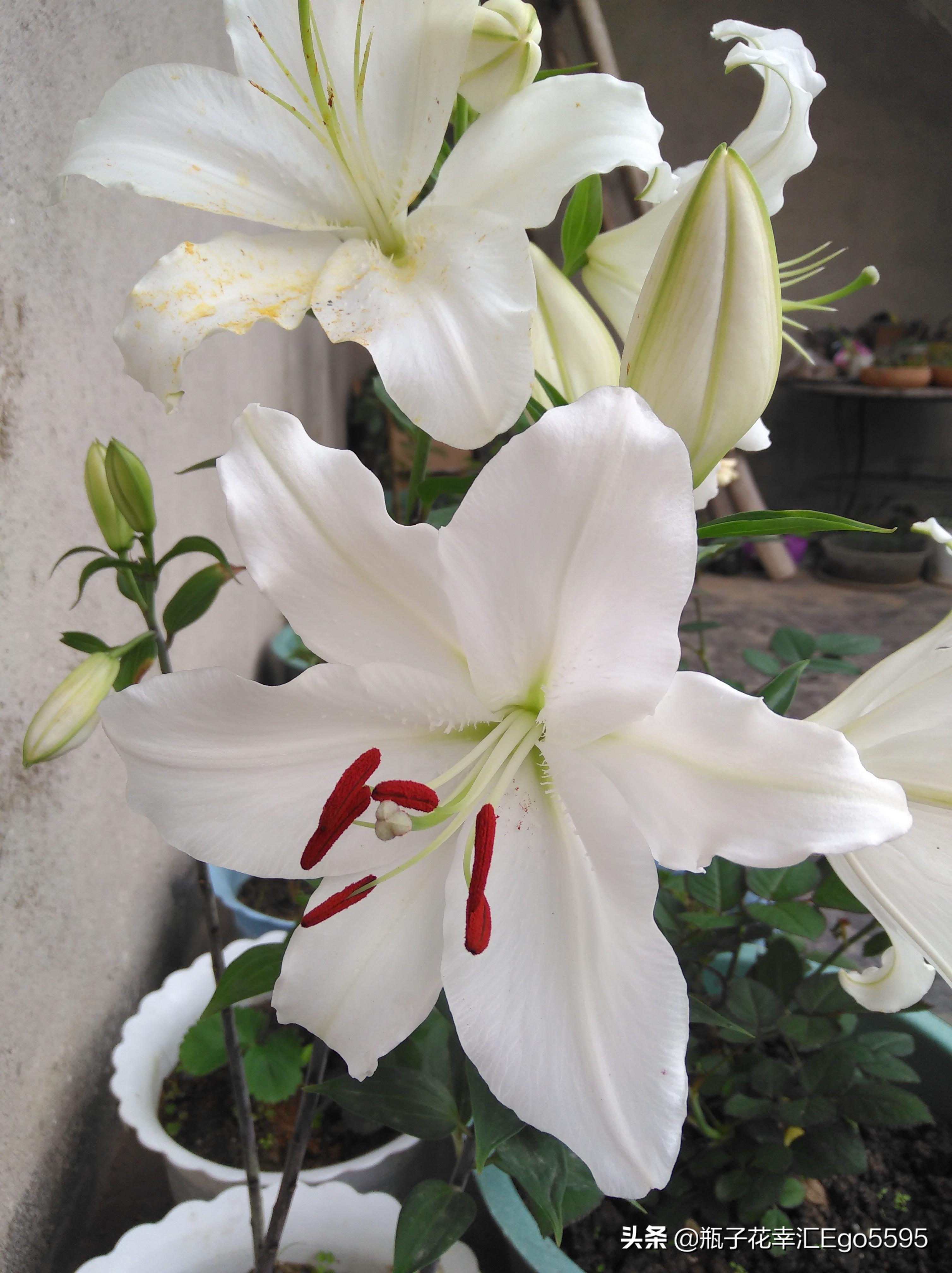 白百合最新,白百合最新，小巷深处的花香秘境