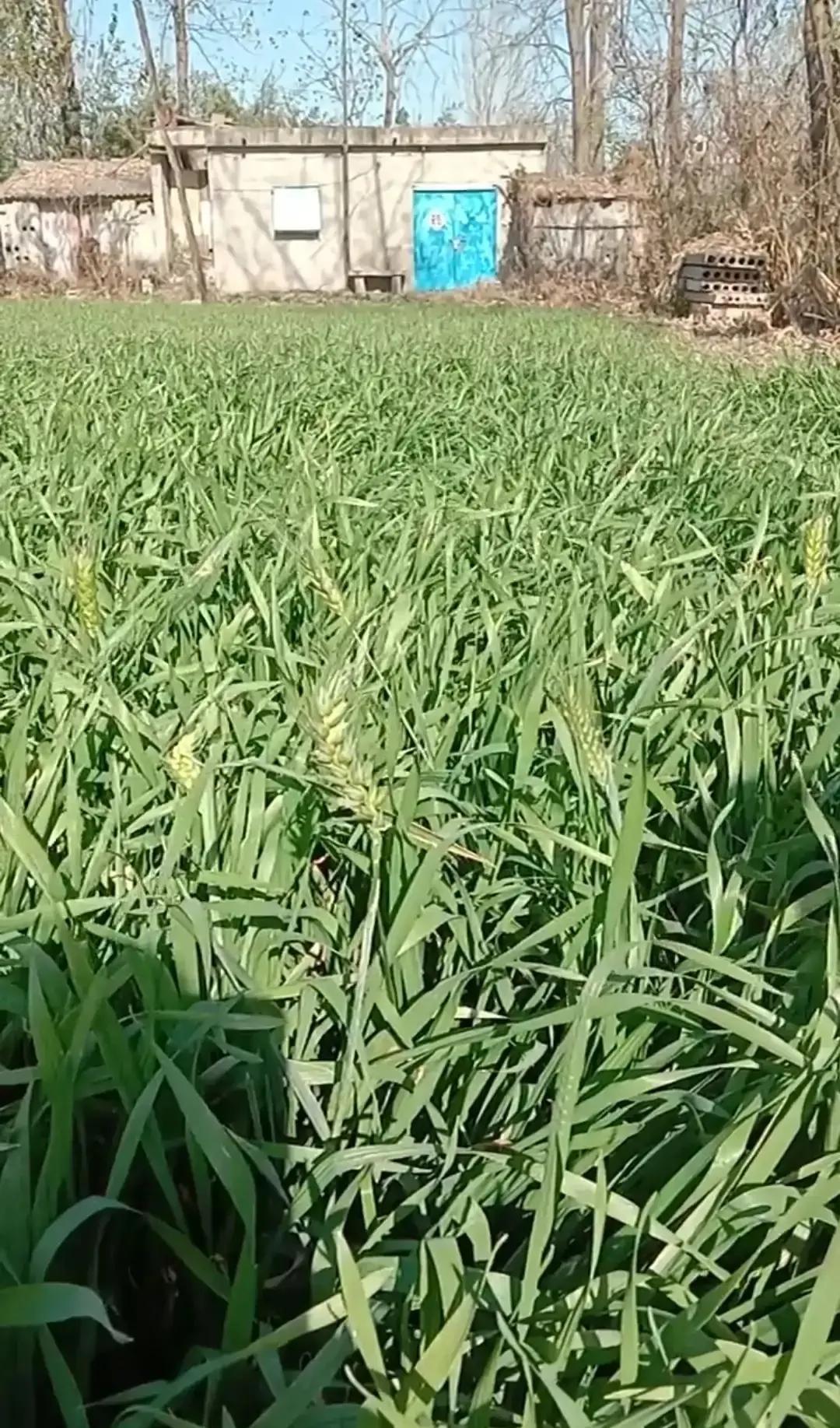 安徽小麦最新价格揭秘，历史背景、重要事件与地位的探讨