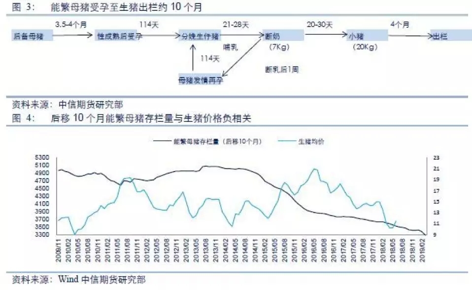最新毛猪价格动态，变化中学习，助力自信与梦想实现