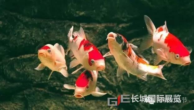 鲤最新版下载，全新升级，独特魅力体验
