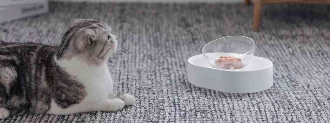 最新猫咪破解器，科技宠物的时代先锋