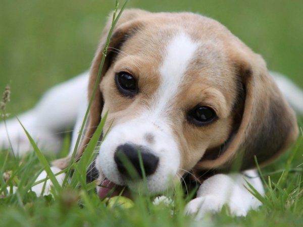 科技引领养犬新风尚，最新规定重塑宠物世界秩序