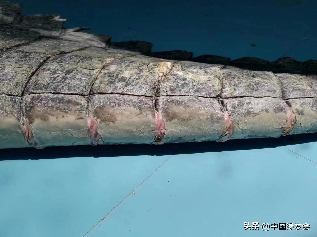 湾鳄小河最新动态揭秘