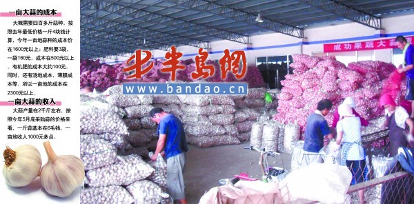 科技引领下的蒜香未来，2019金乡大蒜最新价格解析