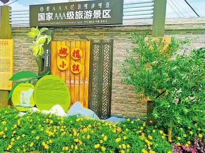 白色橄榄树最新绿意盎然诗意盎然的美景欣赏
