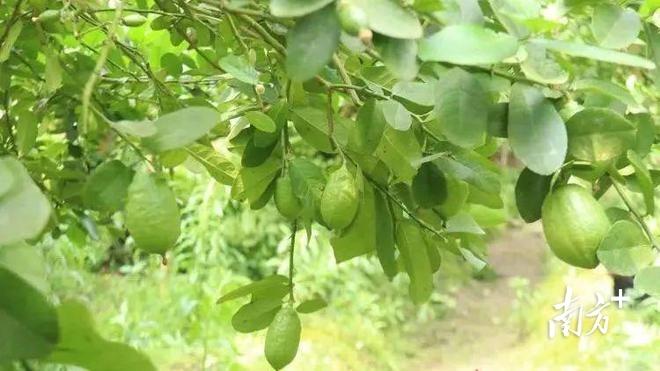 南雄最新招聘信息，小巷中的职业机遇等你来探索！